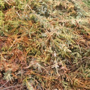 Many enjoy having a real Christmas tree for the holidays. And when the holidays are over, there are several eco-friendly ways to dispose or recycle a Christmas tree.